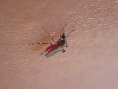 Aedes taeniorhynchus