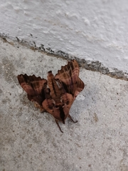 Paonias excaecata