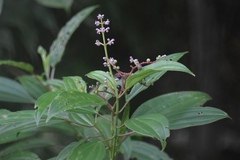 Miconia subcrustulata