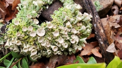 Cladonia