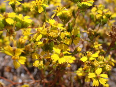 Deinandra fasciculata