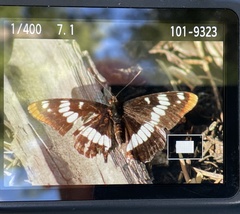 Limenitis lorquini