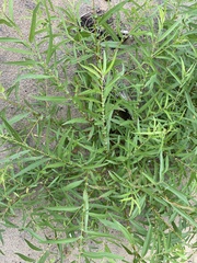 Salix nigra