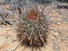 Ferocactus viridescens