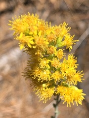 Solidago velutina