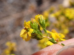 Deinandra fasciculata