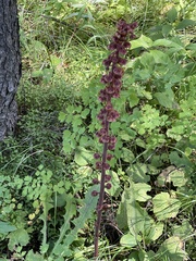 Pterospora andromedea