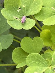 Graphocephala coccinea