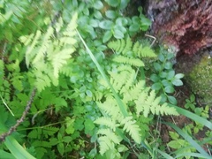 Dryopteris expansa