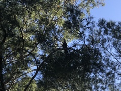 Calyptorhynchus lathami