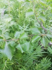 Betula pubescens