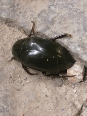 Hydrophilus piceus