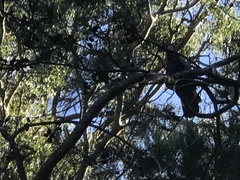 Calyptorhynchus lathami