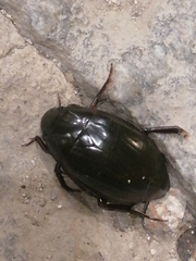 Hydrophilus piceus