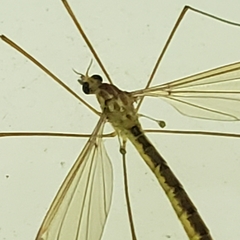 Platytipula