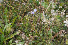 Campanula persicifolia