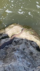 Nerodia sipedon