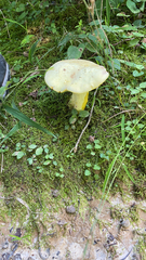 Retiboletus ornatipes