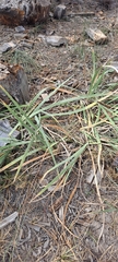 Iris missouriensis