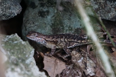 Sceloporus undulatus