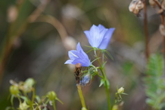 Campanula persicifolia