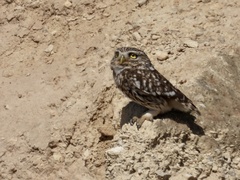 Athene noctua