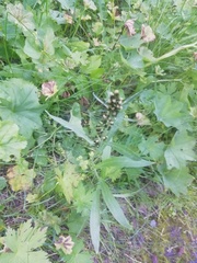 Omalotheca norvegica