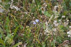Campanula persicifolia