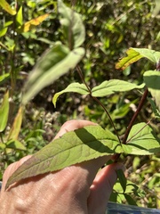 Eupatorium sessilifolium