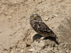 Athene noctua