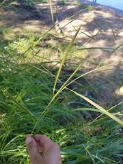 Sporobolus michauxianus