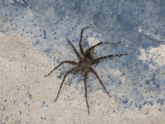 Dolomedes scriptus