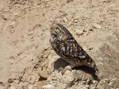 Athene noctua
