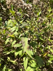 Eupatorium sessilifolium