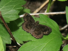 Staphylus hayhurstii