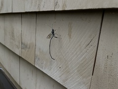 Pelecinus polyturator