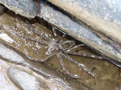 Dolomedes scriptus