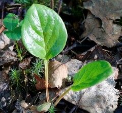 Pyrola asarifolia incarnata