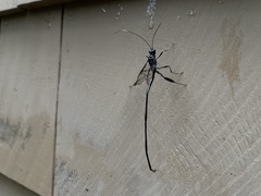 Pelecinus polyturator