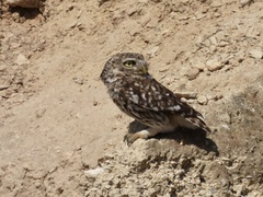 Athene noctua