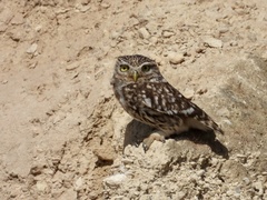 Athene noctua