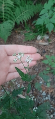 Torilis arvensis