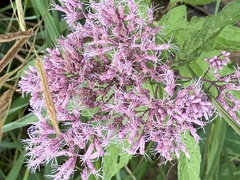 Eutrochium maculatum