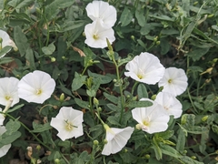 Convolvulus arvensis