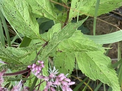 Eutrochium maculatum