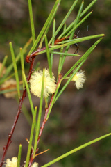 Acacia quadrilateralis