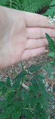 Torilis arvensis
