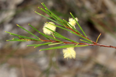 Acacia quadrilateralis