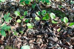 Pyrola asarifolia incarnata