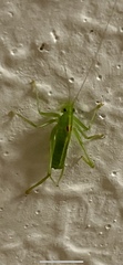 Meconema meridionale